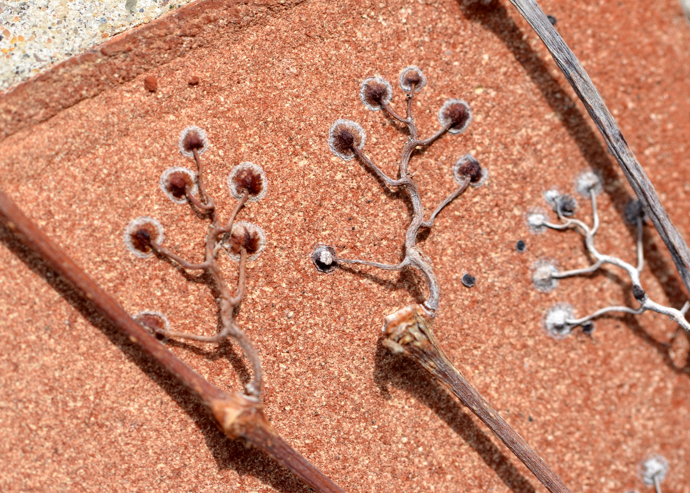 Figure 14 Virginia creeper tendrils EHill